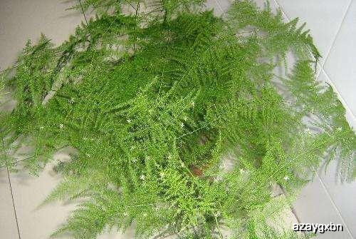 文竹养殖：从选苗到浇水