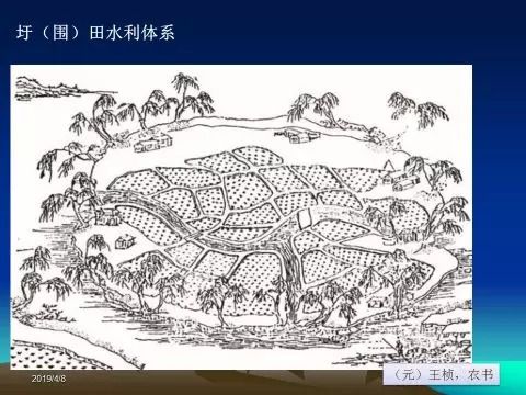 探索丝棉树：形态、分布与文化价值