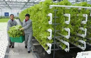 茄子：美味的化身