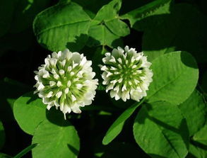 绘制小花朵第一步画出轮廓