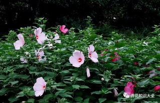 紫花烂漫：北方地区紫色宿根花卉的奥秘