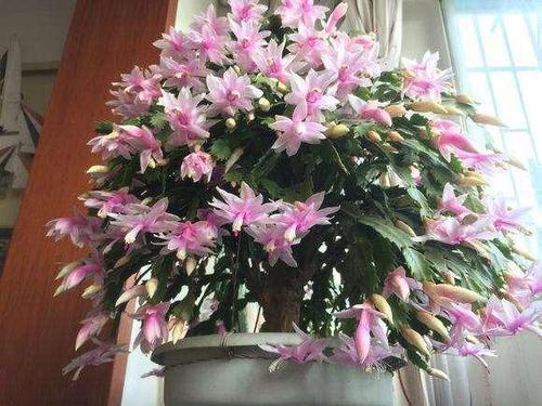 北方蝴蝶兰如何开花？掌握这些栽培技巧