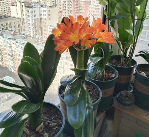 蓝盆花形似小喇叭，原产于欧洲