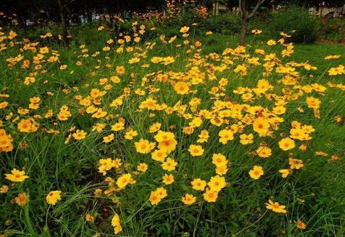 莴笋也是秋天的美味