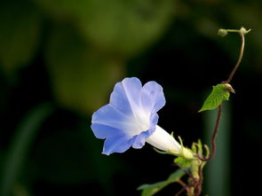 冬天种牵牛花的秘密