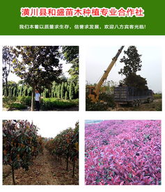 景观树苗大揭秘：品种多到数不清