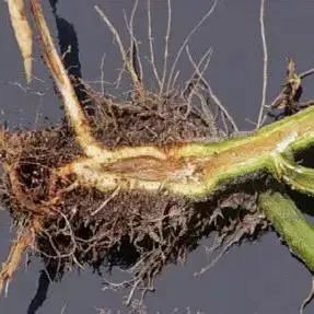植物受细菌侵染后，常出现萎蔫、斑点、腐烂等症状