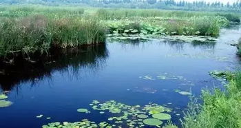 冬天：静谧的湖畔， 冬花绽放