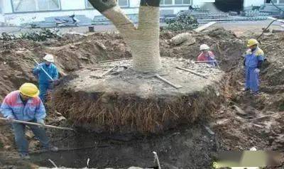 种植穴和土球的大小