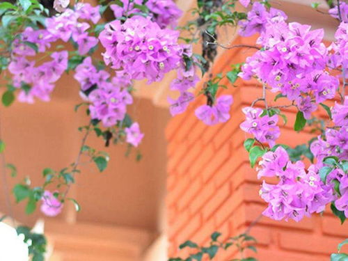 不同品种的价格有差异吗？