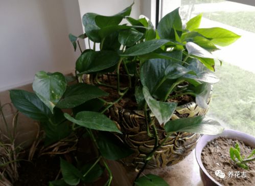 自制养花肥料的那些事儿