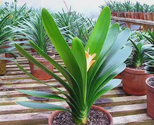 君子兰的养护技巧