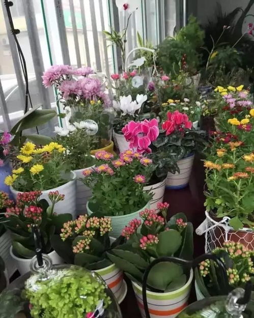 延长花期，我有3招硬核技巧