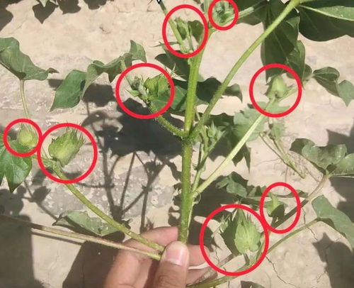 磷肥种类多，科学施用增产量