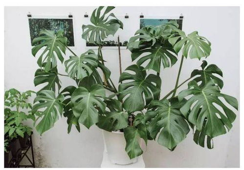 龟背竹：独特的耐阴明星