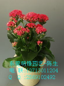 新购长寿花，三招助花朵绽放如初！