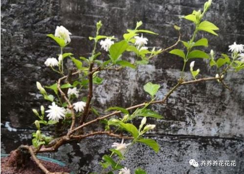 菊花茉莉怎么养殖？光照和浇水要注意什么