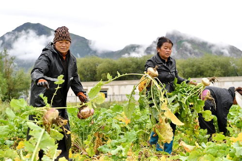 抗逆性强化培育