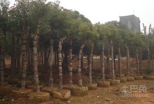 夏季移栽香樟树的成活率