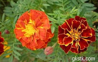 花语孔雀美颜套装效果如何？