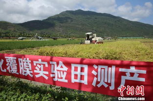 四川达州茶油树种植潜力分析：适宜性与经济效益探讨