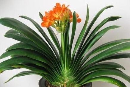 君子兰与海棠——多样的选择