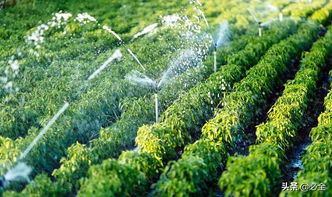 国外绿篱品种的区别