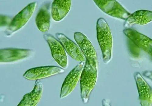 睡莲的耐热嫩力探究