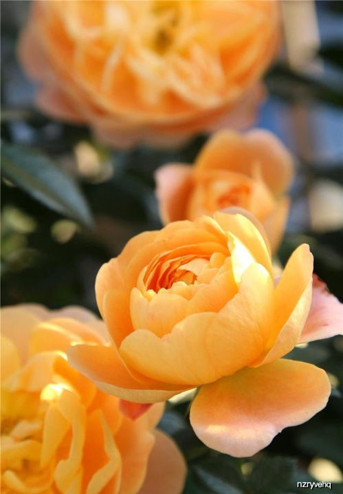 月季不开花，施肥姿势不对惹的祸