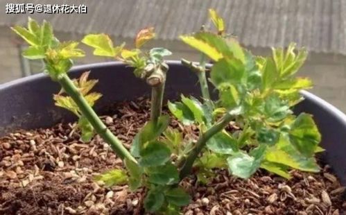 迷迭香种植管理中，春季如何进行修剪和施肥以提高产量