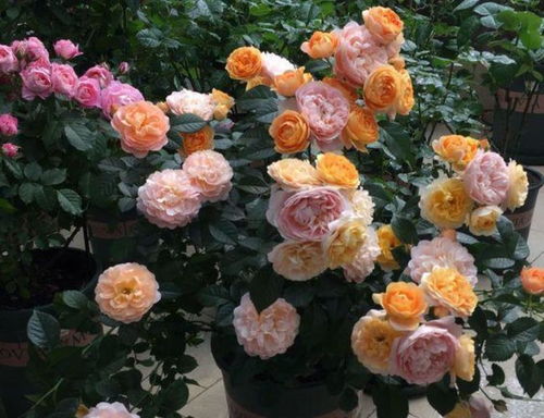 花语揭秘，寓意深刻