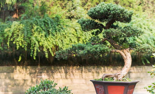 什么是贫瘠环境？