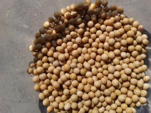 进口豆粕是转基因的吗？转基因和非转基因豆粕质量有区别吗？