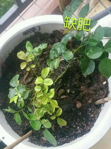 月季花， 美丽的代价