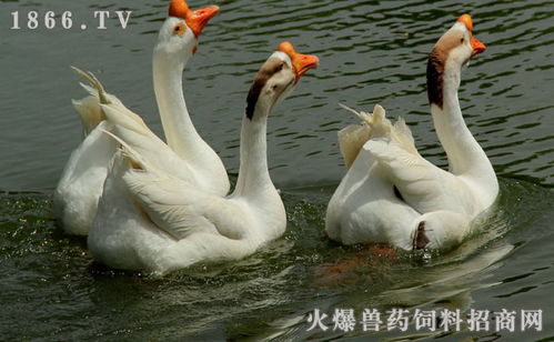 仿生孵化技术：模拟鹅自然孵化过程
