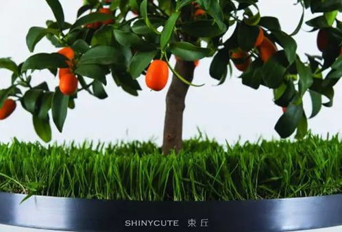 四川的果树， 微景观中的甜美滋味