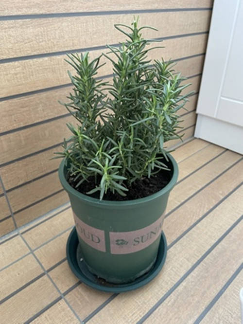 修剪：剪得越狠，长得越旺