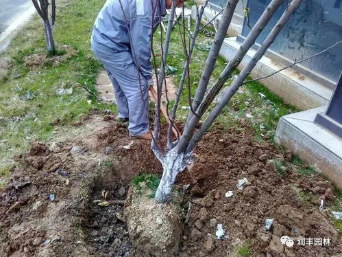 移栽大树原冠苗还是截干苗