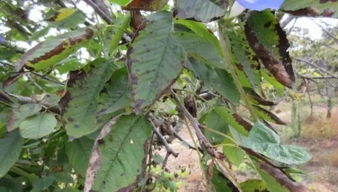 抗药性病害，代森锰锌显神威