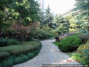 黄杨的种植密度，是关键中的关键