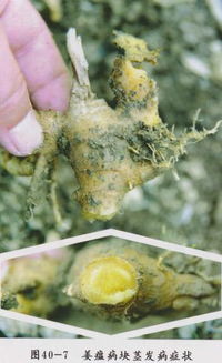 烂姜处理，僵芽激活，发芽迟缓，怎么办？