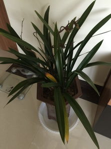 叶子发黄，原因这么多！