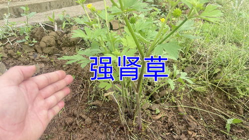 盐水泡，碱水泡，农药残留跑光光