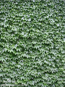 爬山虎的生长奥秘