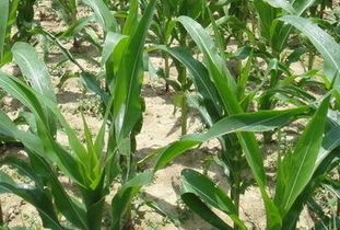 玉米田有黍子，苗后使用哪种除草剂最有效，有哪些注意事项？