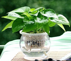 植物对雾霾的帮助：注意事项