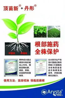 植株顶部嫩叶初期变现为褪绿黄斑