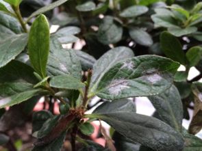 军配虫，害人不浅