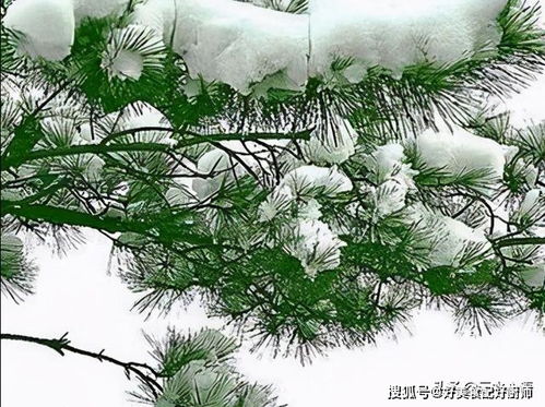 1、 松柏为何冬夏颜色各异