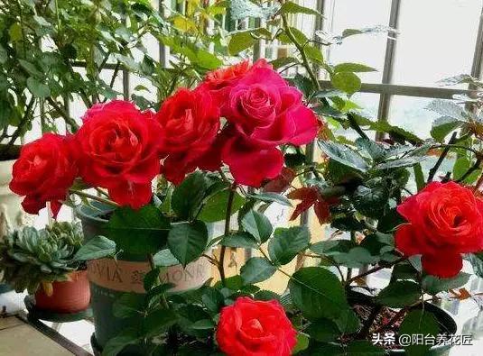 病虫害的困扰
